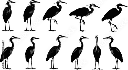 Heron bird silhouettes set in various standing and walking poses, elegant wading wildlife collection, detailed black and white vector illustration isolated on white