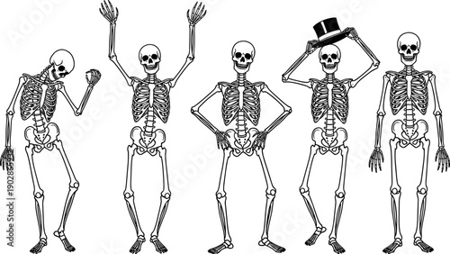 Human skeleton illustration set showing multiple expressive poses and gestures for anatomy education, medical study, Halloween artwork, spooky character design, and detailed vector illustration use