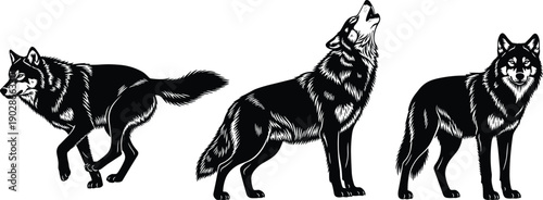 Black wolf silhouettes set walking standing howling wild canine predator forest wildlife nature vector illustration isolated graphic elements