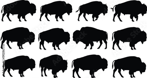 Set of American bison silhouettes in walking poses wild buffalo animal vector collection isolated on white background illustration