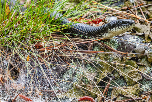 black rat snake Elaphe obsoleta on prowl in the grass 