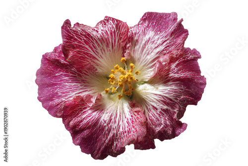 Purple and White Blooming Flower on White Background