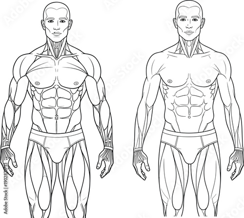 Human male muscle anatomy front view body musculature fitness medical training diagram isolated outline vector illustration set