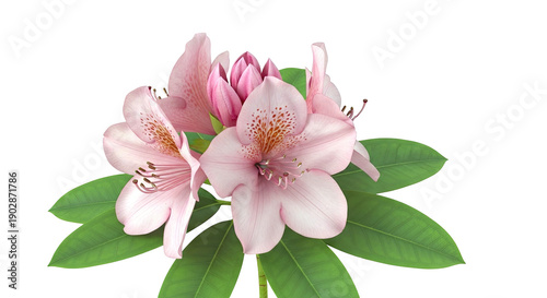 Pink Rhododendron Flowers with Green Leaves