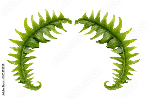 Symmetrical Green Fern Leaves on White Background