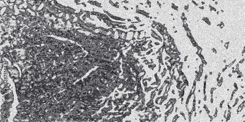 Detailed abstract monochromatic background showcasing organic cellular structures with a grainy texture and irregular borders, ideal for biological or abstract art