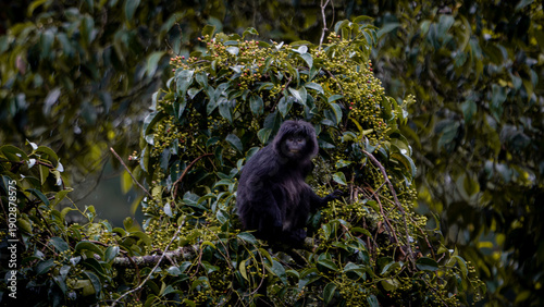 Foto East Javan langur (Trachypithecus auratus), also known as the ebony lutung, Javan langur, Javan lutung on the tree