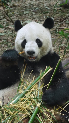 Panda Eats Bamboo in the Forest, Giant Panda Feeding on Green Bamboo, Cute Wildlife Animal in Natural Habitat, China Nature, Close Up Panda Portrait, Vertical Video
