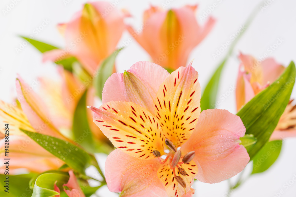 Fototapeta premium ピンクとオレンジ色のアルストロメリアの花を白背景で室内撮影16