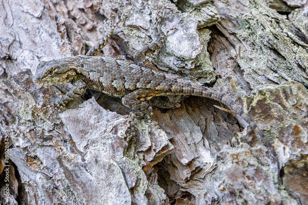 Obraz premium fence lizard blends with pine bark