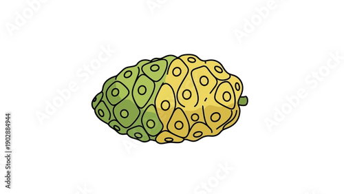 Vibrant hand-drawn noni fruit illustration showcasing its distinct green and yellow ripening