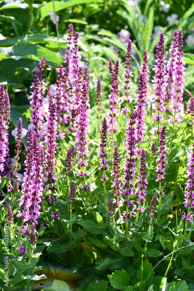 Fototapeta premium サルビア・ネモローサ「ピンクフィールド」 Salvia nemorosa ‘Pink Field’