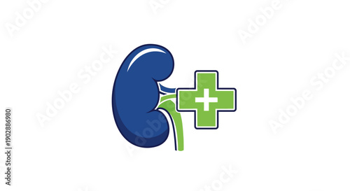 Medical Illustration of Human Kidney with Green Cross Symbol on Neutral Background from a Direct Viewpoint