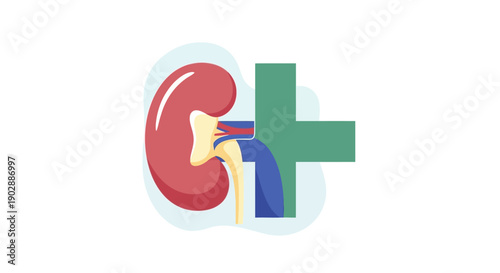 Anatomical illustration of a human kidney with medical cross symbol