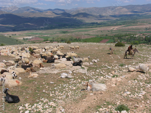 Central Anatolian landscape with a shepherd and his herd