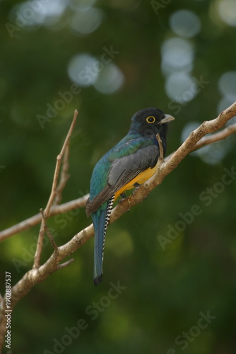 Gartered Violaceous Trogon - Trogon caligatus - in Yucatan, Mexico
