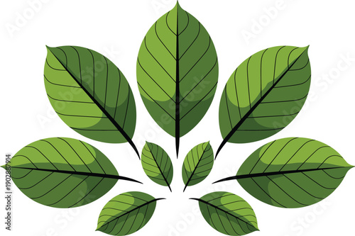 Stylized illustration of cannabis leaves with visible veins and a simple design