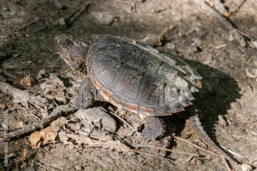 young snapping turtle scout looking for new place to live