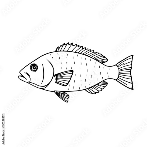Detailed Flounder Fish Vector Art in Black Outline, a Hand-Drawn Style for Educational Materials and Marine Life Designs