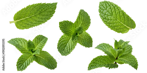 Tableau sur toile Fresh Green Mint Leaves Isolated on Transparent Background