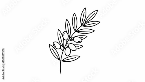 Minimalist black and white line art illustration of an olive branch with ripe olives