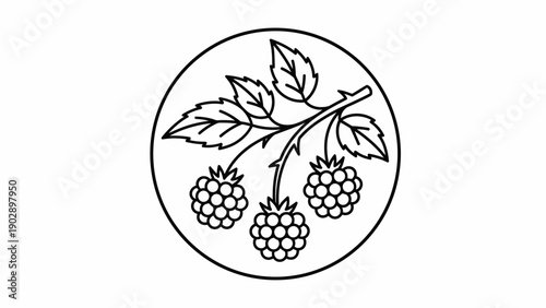 Minimalist black and white line art illustration of a raspberry branch with three berries and