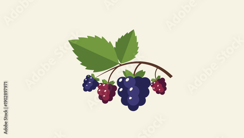 Vibrant flat design illustration of delicious ripe and unripe blackberries on a branch with green