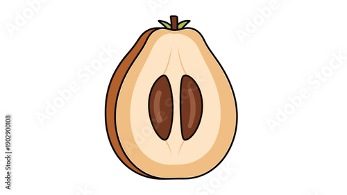 Detailed cartoon illustration of a halved loquat fruit showing its internal structure and dark seeds