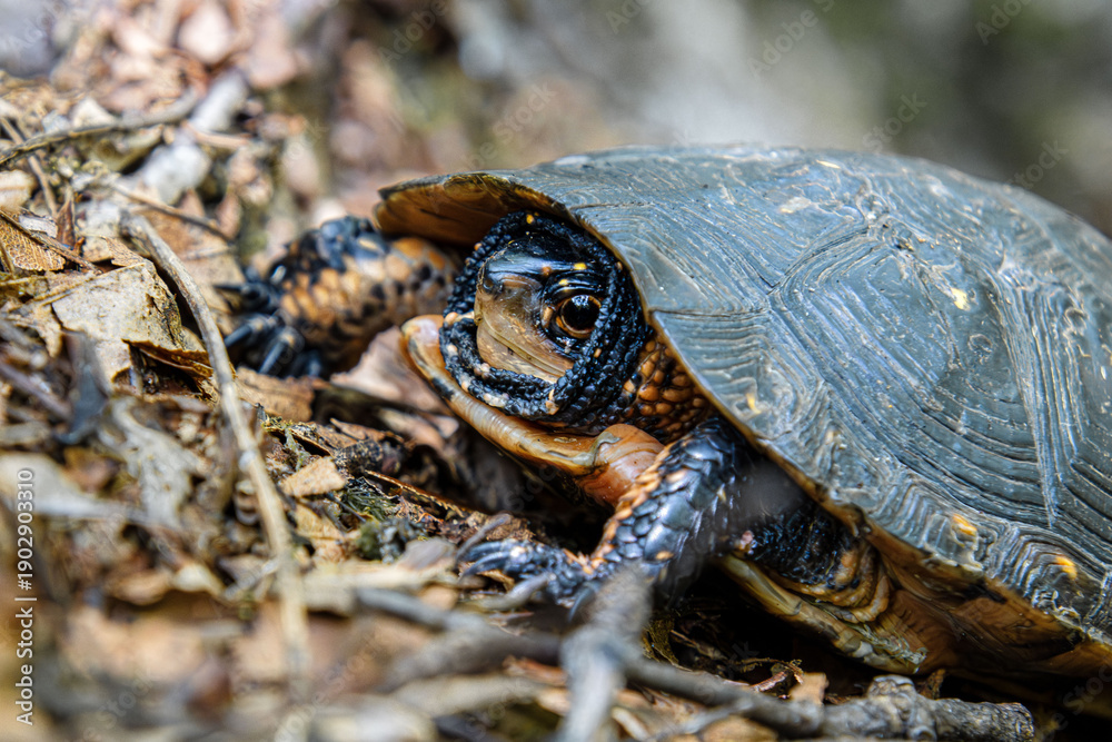 Naklejka premium Eastern Spotted Turtle Clemmys guttata close-up