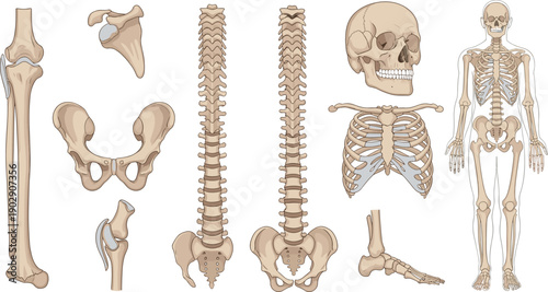 Human skeleton anatomy illustration, detailed bone structure diagram, skull spine pelvis ribs joints, medical education chart for biology science learning