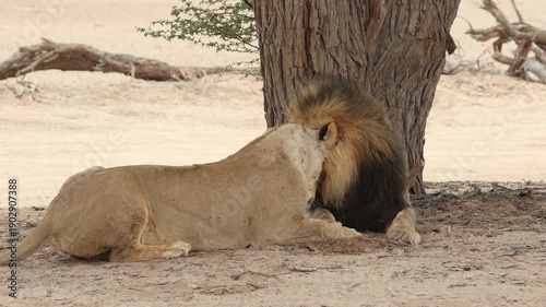Wide shot of a pair of lions licking each others faces and grooming, Kgalagadi Transfrontier Park.