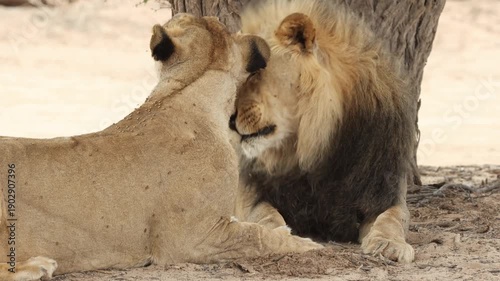 Medium closeup of a pair of lions licking each others faces and grooming, Kgalagadi Transfrontier Park.