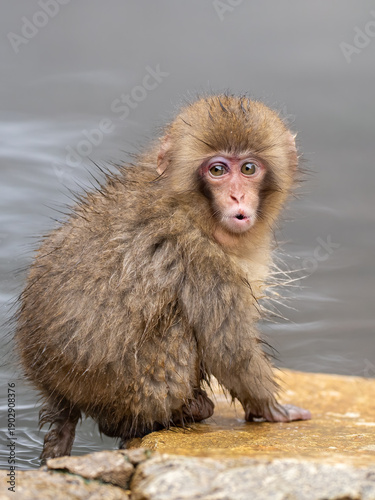 Canvas-taulu A baby Japanese macaque at the snow monkey park in Japan