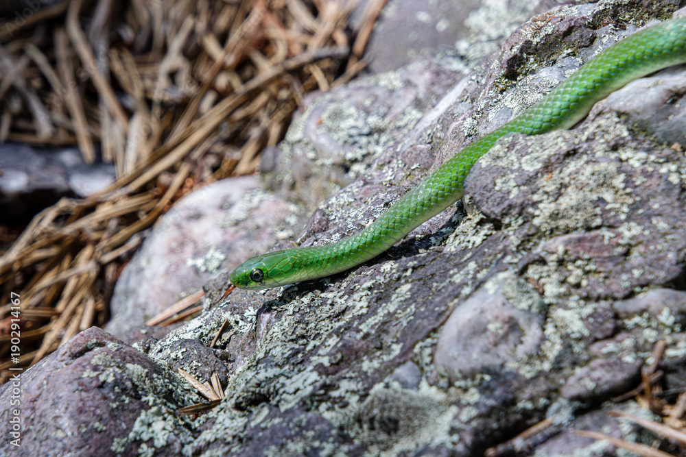 Obraz premium smooth green snake the ground close-up