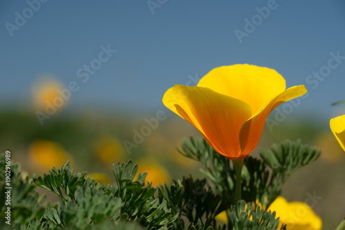 Single California Poppy Blooming