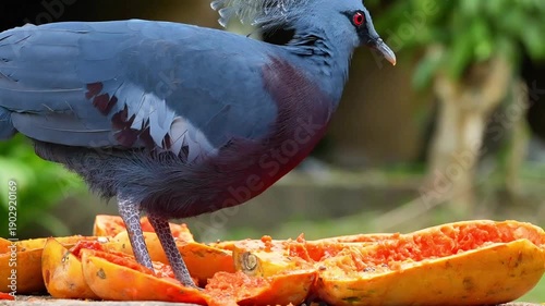 bird eating papaya, big blue bird, close up Victoria Crowned Pigeon eating