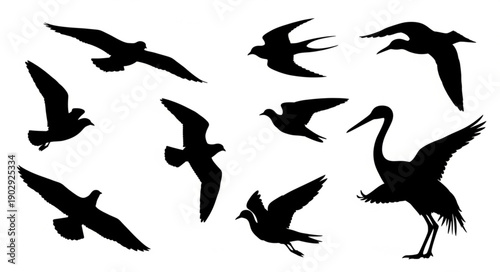 Collection of bird silhouettes in flight and standing.