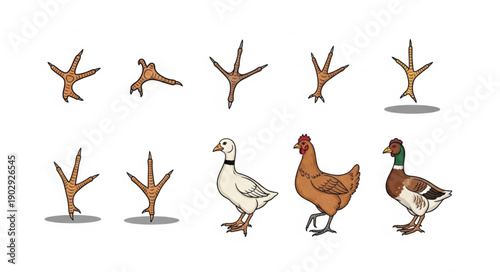 Collection of Bird Footprints and Various Birds.