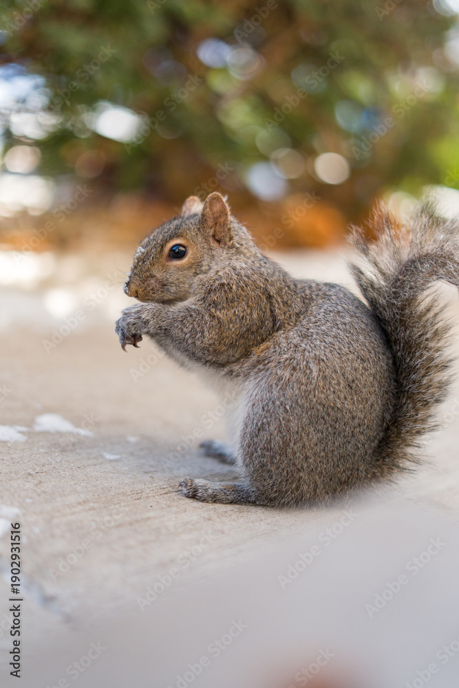 Obraz premium Gray squirrel eating food on sidewalk in urban park during winter