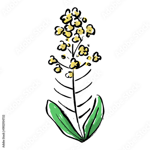 手描き菜の花の挿絵素材