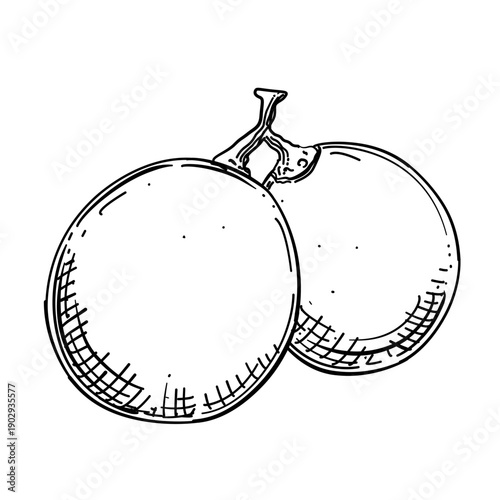 Grapes fruit vector line art hand drawn illustration