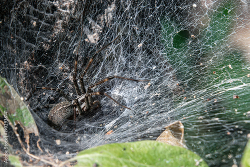 Photos wolf spider in ambush