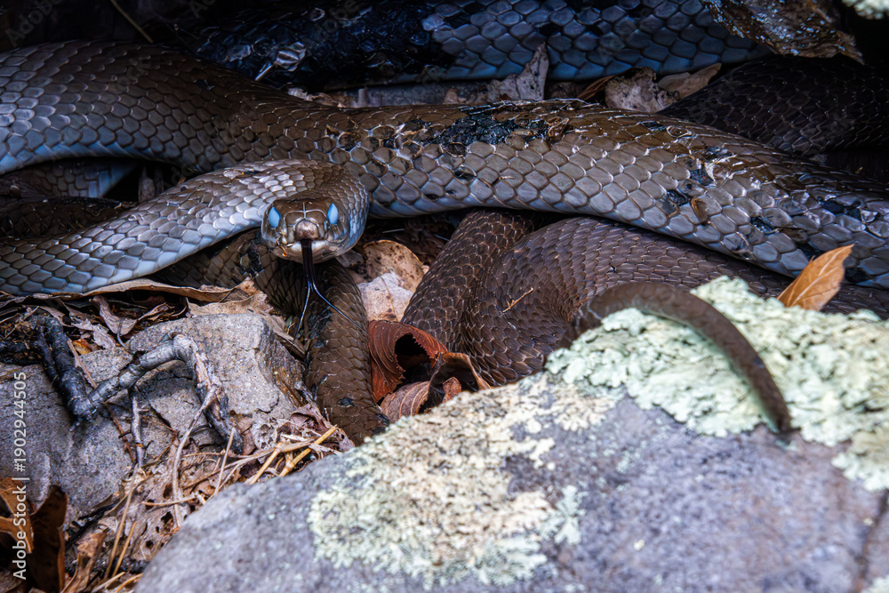 Fototapeta premium black racer with blue eyes is ready to shed old skin