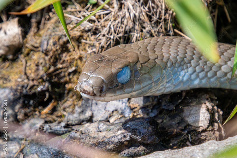 Obraz premium black racer with blue eyes is ready to shed old skin