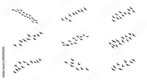 A collection of nine illustrations depicting flocks of birds in V-shaped formations against a white background.