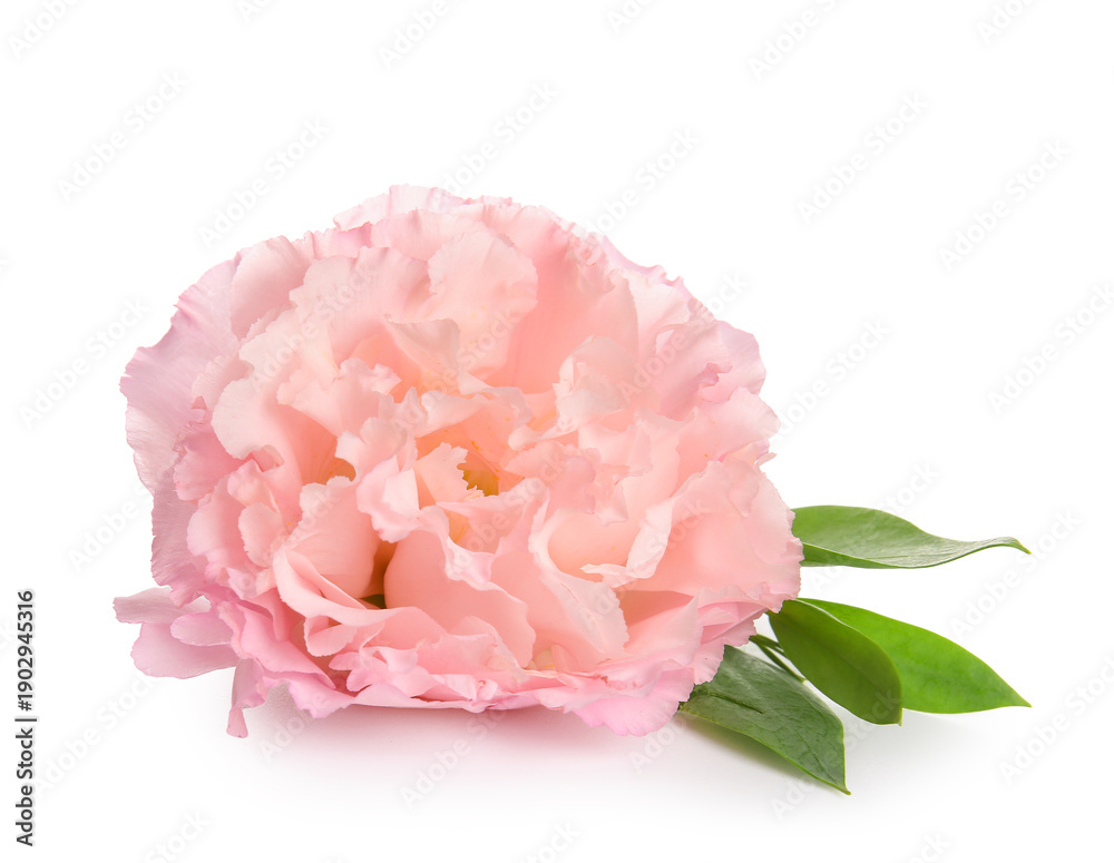 Fototapeta premium Beautiful eustoma flower isolated on white background, closeup