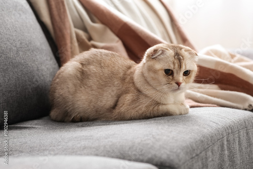 Cute Scottish Fold cat lyin...