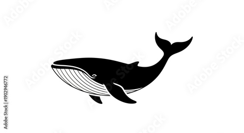 A black and white graphic illustration of a large baleen whale swimming, showcasing its distinctive flukes and ribbed underside.