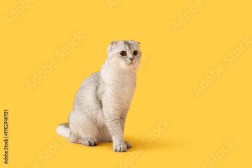 Cute Scottish fold cat sitt...
