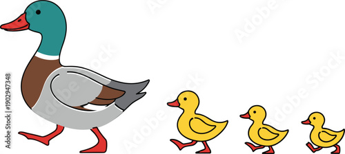 Mallard Duck and Ducklings Walking in a Line baby duck animal